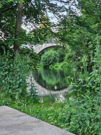 Un círculo reflejado dentro de un jardín frondoso.