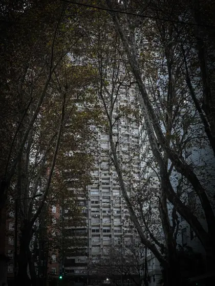 Troncos y luz filtrada en un paisaje de bosque.