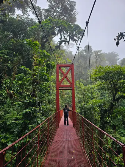 Puente colgante como recorrido sobre el dosel del bosque.