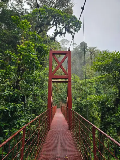 Una pasarela roja enmarcada por la vegetación.