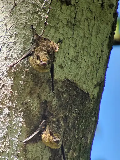 Reptil adherido a un tronco: textura y camuflaje.
