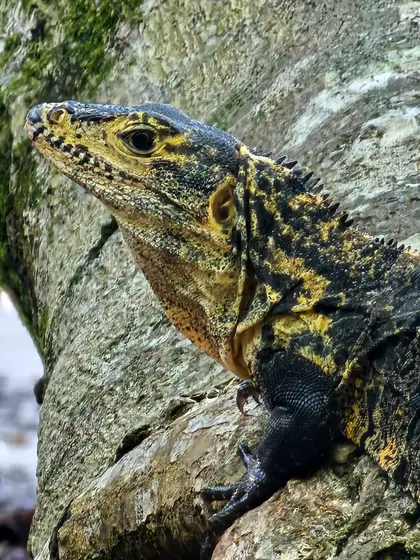 Reptil de escamas marcadas descansando sobre una rama.