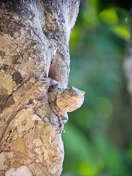 Reptil mimetizado con la textura de la corteza de un árbol.