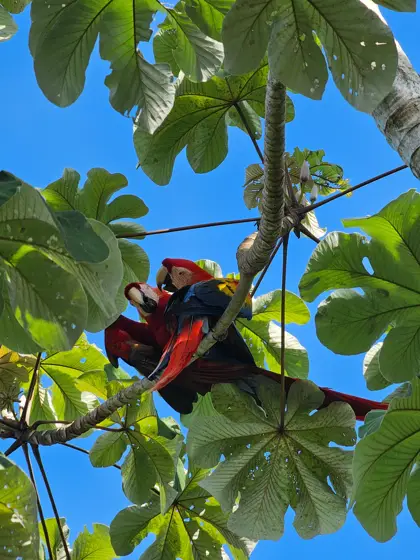 Ave de plumaje rojo y oscuro entre las ramas.
