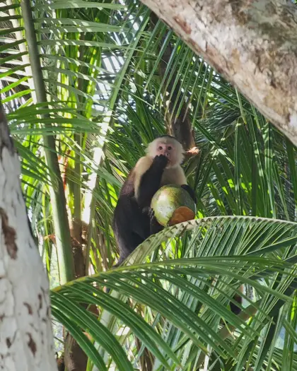 Un primate recortado entre hojas grandes y troncos.